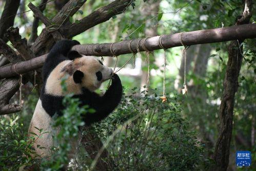 熊猫圆梦吃瓜视频大全