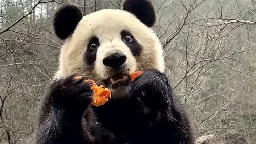 熊猫圆梦吃瓜视频大全