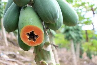 云南边年人吃瓜原视频,一场视觉与味觉的双重盛宴