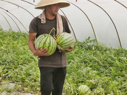 吃瓜视频柳州市,揭秘柳州街头美食与趣事