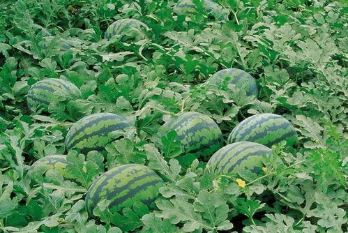 地摊吃瓜视频大全