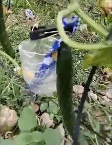 新沂网红吃瓜事件视频最新,揭秘背后真相与网络暴力