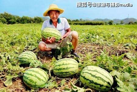 赞美吃瓜的视频,跟随视频领略美食的魅力