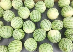 真实的吃瓜视频,一场视觉与味蕾的双重盛宴